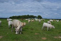 Cows in Oak Lake Manitoba